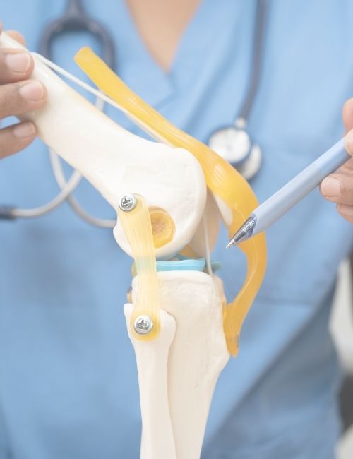 A person in medical scrubs points at a model of a human knee joint with a pen, demonstrating its anatomy. A person in medical scrubs points at a model of a human knee joint with a pen, demonstrating its anatomy